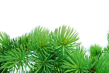 Image showing close-up of pine branches