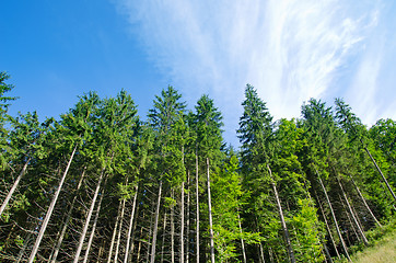 Image showing pine forest under deep blue sky in mountain Carpathians