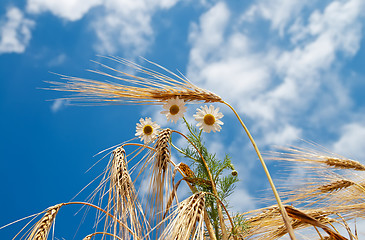 Image showing wheat with daisy under cloudy sky