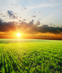 Image showing sunset over green field