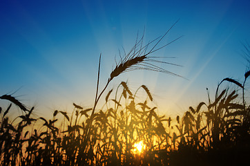 Image showing wheat ears against the blue sky with sunset