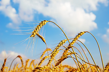 Image showing field with gold ears of wheat in sunset