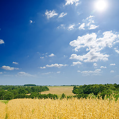 Image showing field with oats under sky with sun