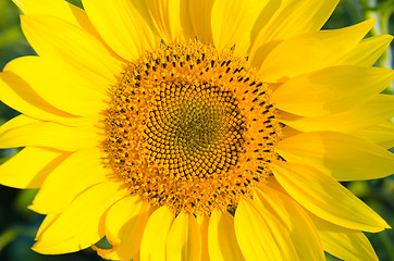 Image showing central part of sunflower