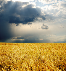 Image showing field with gold ears of wheat under dramatic sky. rain before