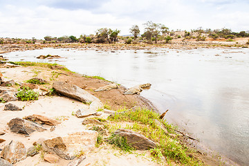 Image showing Kenian crocodiles