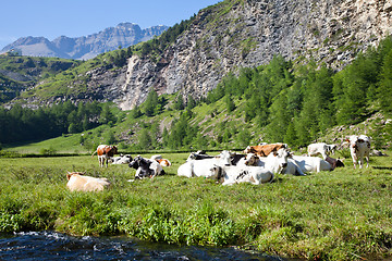 Image showing Cows and Italian Alps