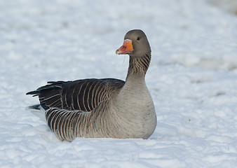 Image showing Greylag Goose in the snow