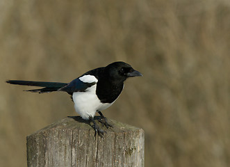 Image showing Magpie