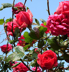 Image showing Pink Roses