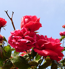 Image showing Pink Roses