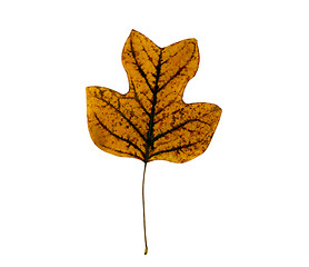 Image showing sear tulip tree leaf  