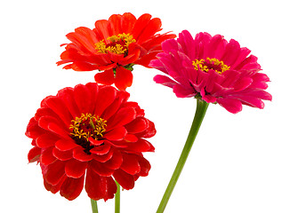 Image showing bouquet orange red zinnia flowers isolated white 