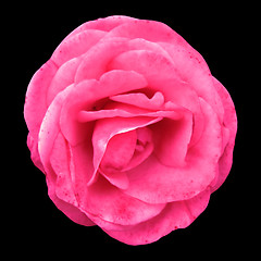 Image showing Pink Rose on a black background