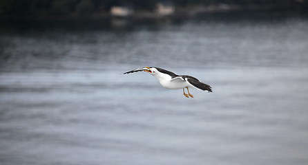 Image showing Seagull cries