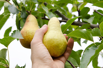 Image showing masculine hand pulls off an pear
