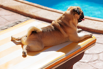 Image showing Pug lying on a Lounger in front of the Pool