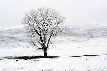 Image showing lonely tree on snow covered field