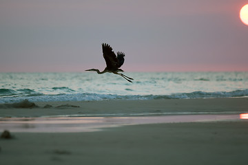 Image showing Silhouette of Blue Heron at the Beach at sunset