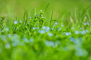 Image showing forget-me-not blue flowers into green grass with water drops on 