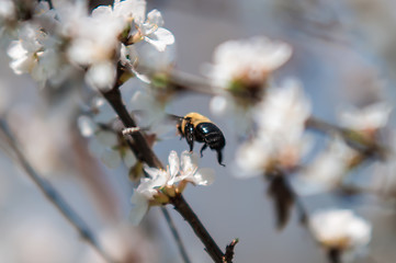 Image showing cherry tree blooming