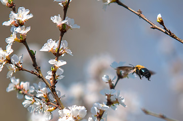 Image showing cherry tree blooming