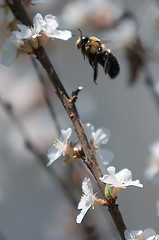 Image showing cherry tree blooming