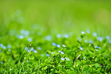 Image showing forget-me-not blue flowers into green grass with water drops on 