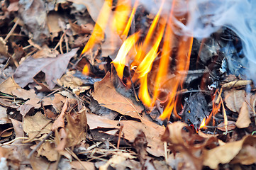 Image showing leaves burning hazard