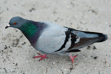 Image showing pigeon on a beach sand