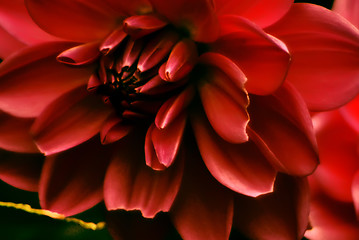 Image showing Colorful dahlia flower red
