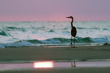 Image showing Silhouette of Blue Heron at the Beach at sunset