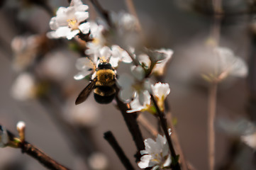 Image showing cherry tree blooming