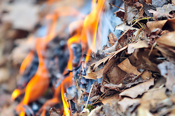 Image showing leaves burning hazard