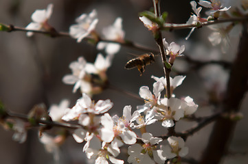 Image showing cherry tree blooming