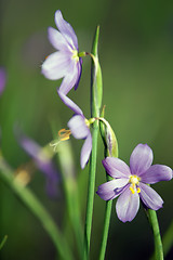 Image showing first spring flower - scilla siberica