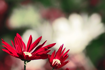 Image showing Colorful dahlia flower red