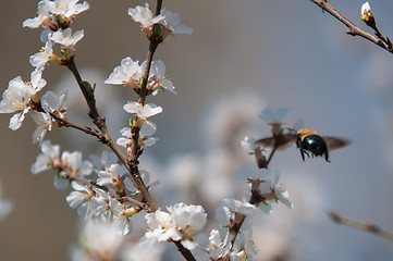 Image showing cherry tree blooming