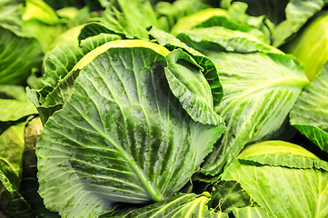 Image showing close-up of fresh cabbage in the vegetable garden