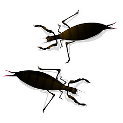 Image showing Two large insects