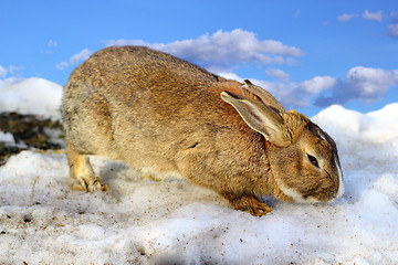 Image showing cute rabbit in the melting spring snow