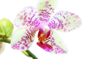 Image showing cymbidium flower