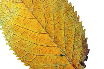 Image showing detail of a cherry leaf