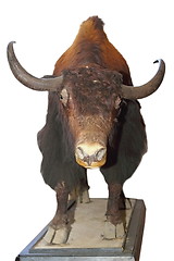 Image showing taxidermy mount of a big bull