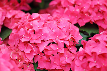 Image showing Pink Hydrangea flower