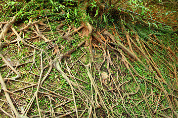 Image showing tree roots