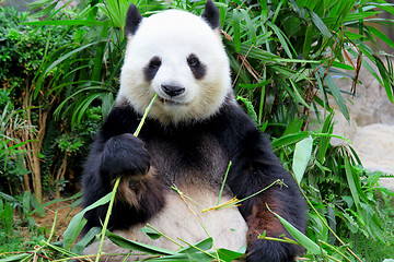 Image showing panda eating bamboo