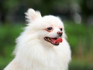 Image showing Pomeranian dog