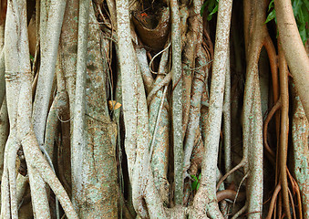 Image showing tree roots