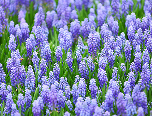 Image showing flower, muscari botryoides